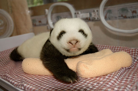 Baby Pandas Pictures on Com Cn Released Some Amazing Pictures Of A Baby Giant Panda