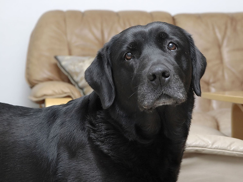 Canine Arthritis