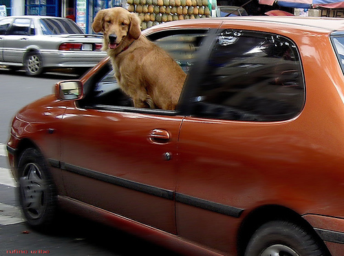 Dog in Car