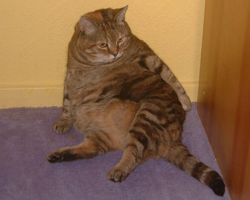 fat cat