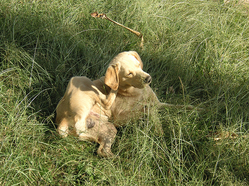 Flea Control
