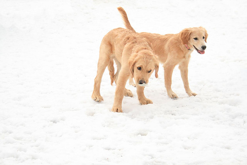 Golden Retrievers