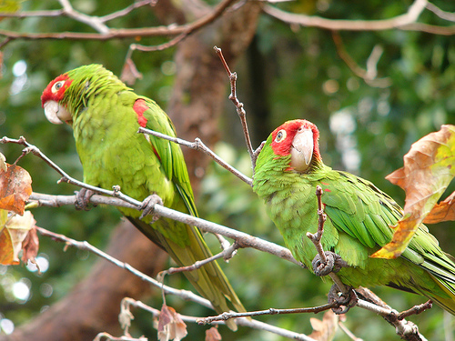 Parrots