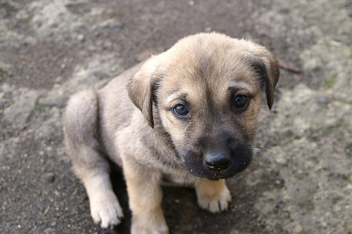 puppy