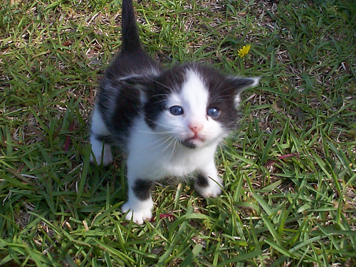 Spay or Neuter your Kitten