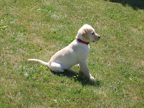 yellow Labrador