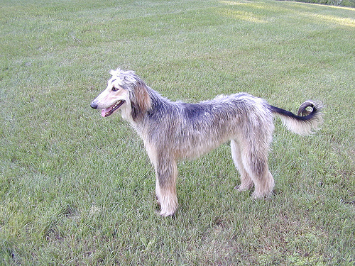 afghan hound