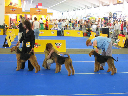 Airedale Terrier