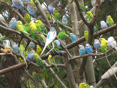 budgies