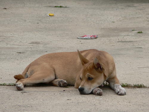 Canine epilepsy
