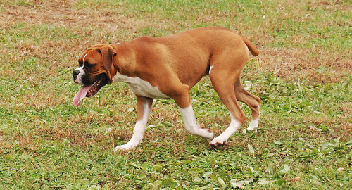 canine_Hypothyroidism