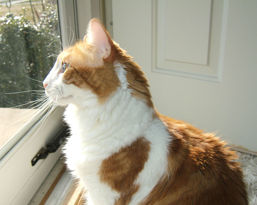 cat