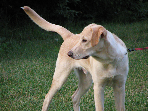 cute dog