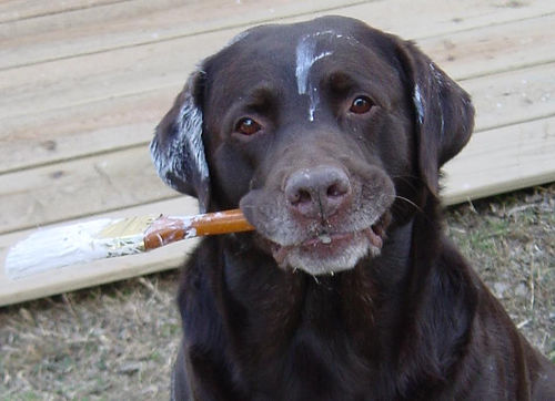 Dirty Dog