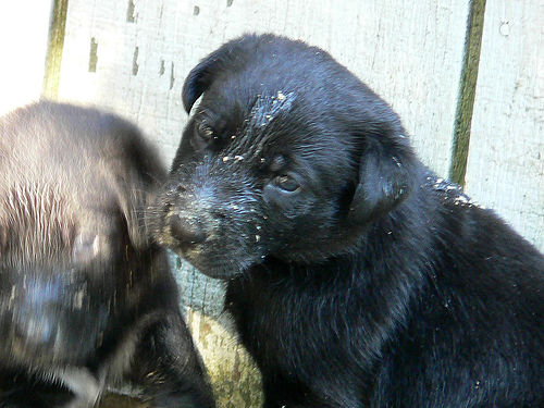 dog vomiting