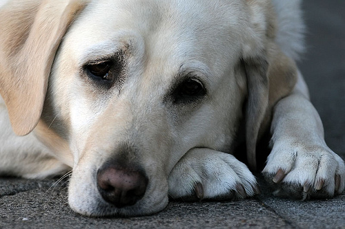 Are all seizures caused by epilepsy? No. Dogs may 