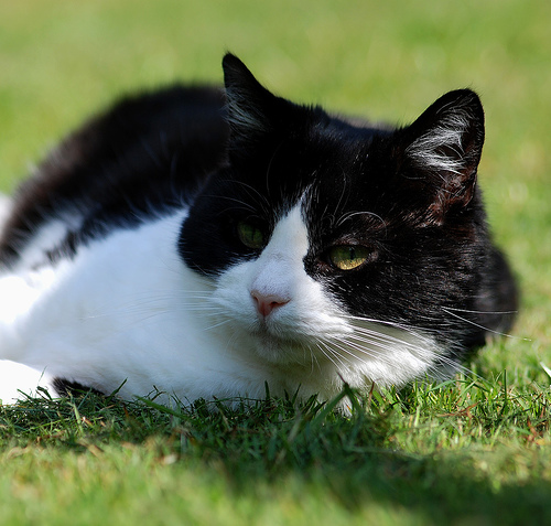 feline Diabetes