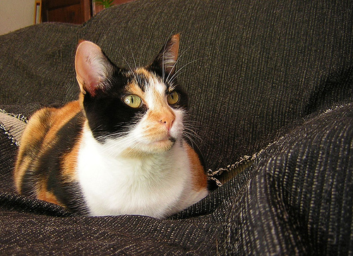 Feline Toxoplasmosis