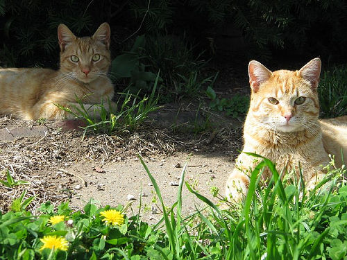 good looking cats