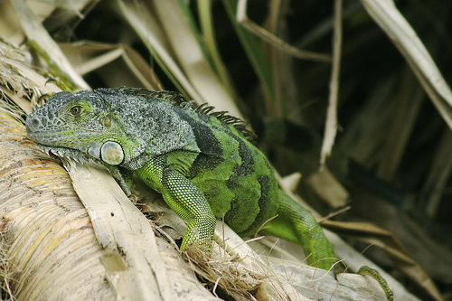 green iguana