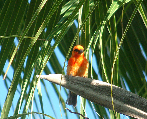 pretty bird