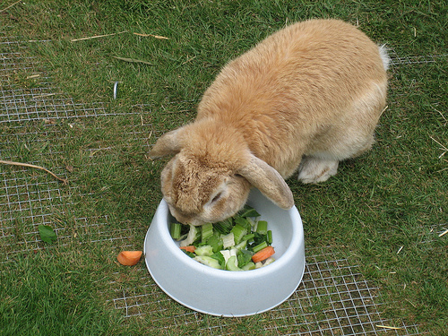 rabbit teeth