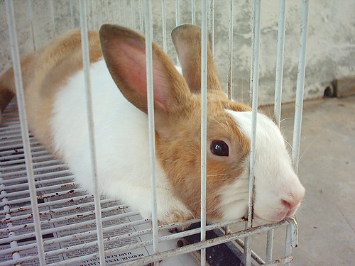 spay_neuter_rabbit