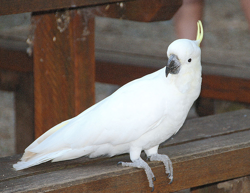 Sulphur Crested Cockatoo
