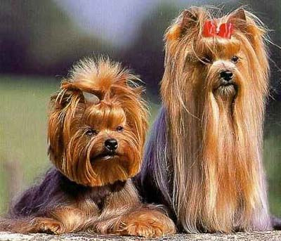 YorkshireTerrier