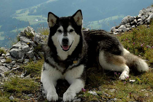 Alaskan Malamute
