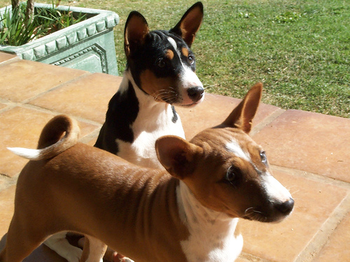 basenji