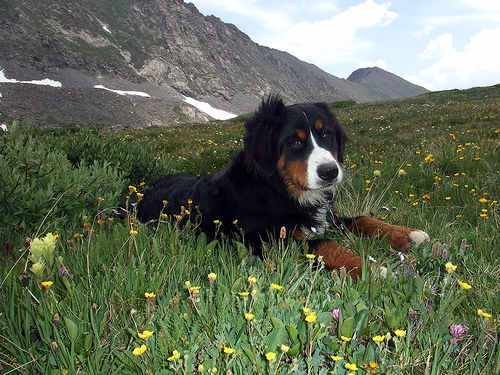 Bernese Mountain Dog
