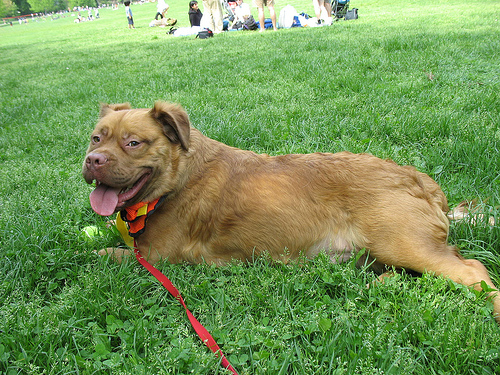 Chesapeake Bay Retriever