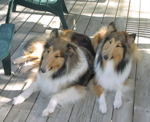 Collie