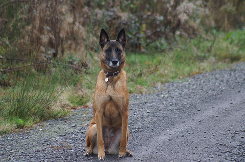 Malinois