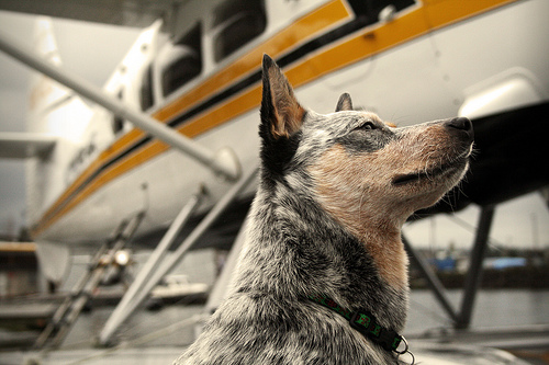 dog plane