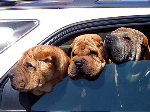 dogs in car