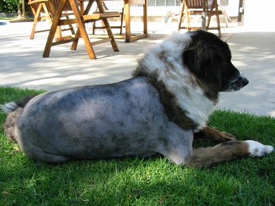 dog haircut