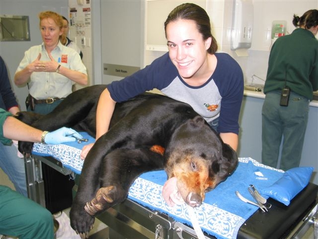 Bear at the Vet