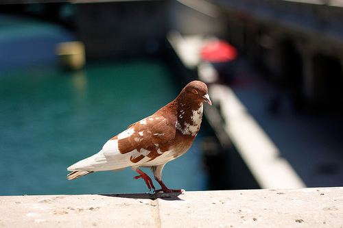 bird