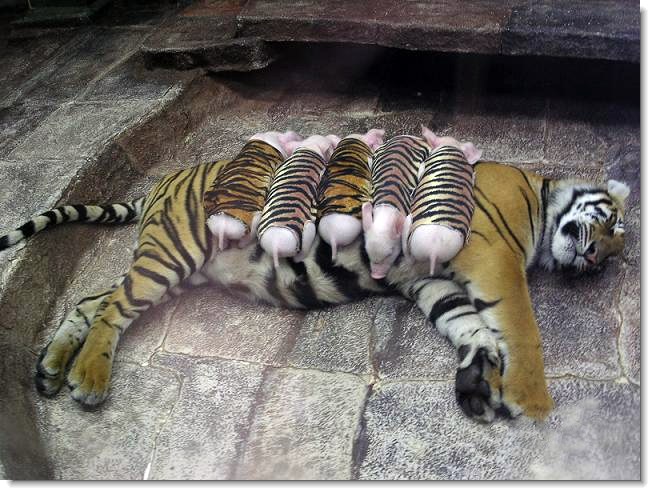 Tiger Pigs