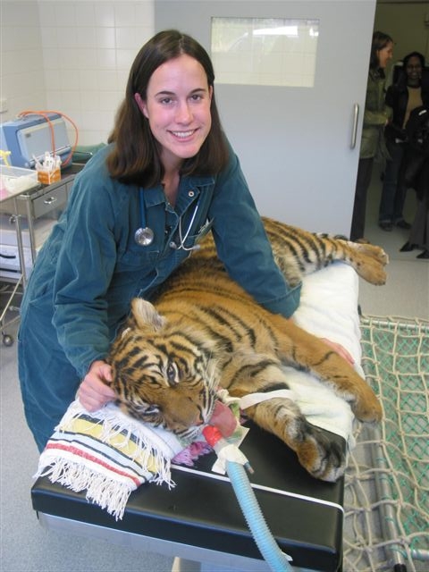 Tiger at the vet