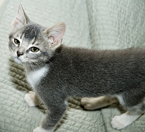 toxoplasmosis