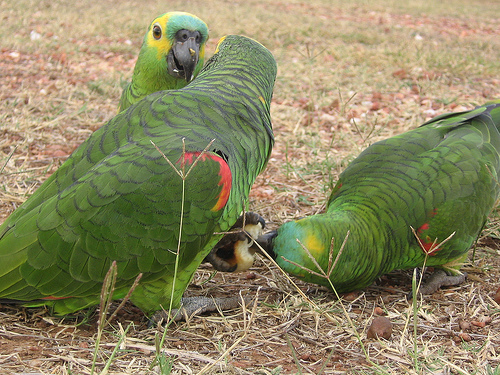 Blue Fronted Amazon