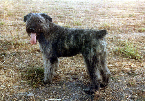 Bouvier des Flandres