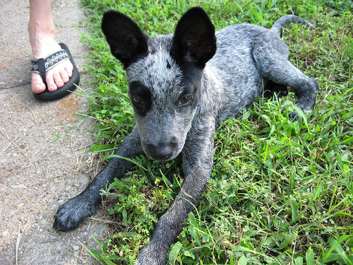 blue heeler