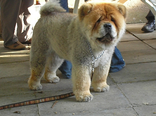 chow chow and poodle