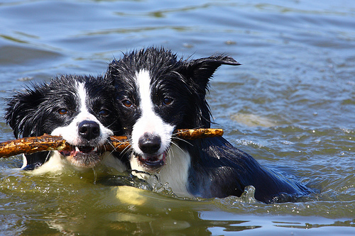 smartest dog breeds