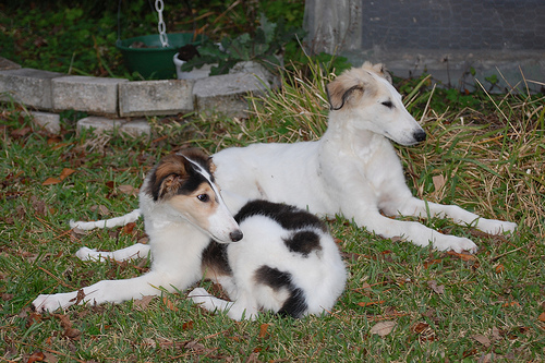 does the borzoi have rabies